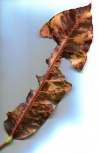 crotonleaf002.jpg