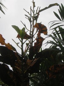 DSCN4903.jpg