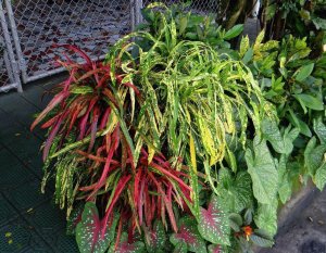 11 JOHANNIS-SIDEWALK ELEGANCE-RED CROTON APPEARS TO BE PICTURATUM.jpg