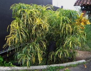 14 JOHANNIS-HOTEL DRIVEWAY-RIO de ORO.jpg