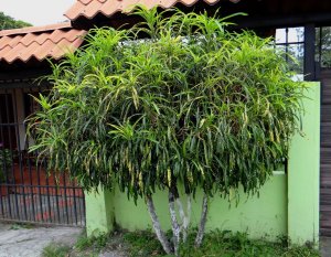 15 JOHANNIS-PRUNED SIMULATING A SMALL TREE-GUACHIPELIN.jpg