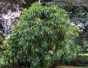 18 JOHANNIS-STANDING APPROX 15-16 ft TALL IN RURAL SAN MATEO.jpg