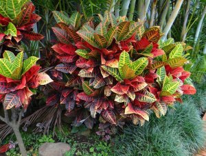 13 PETRAS-BOTH FOTOS, 13 & 14 ARE OF PLANTERS THAT FACE WEST AND RECEIVE ABOUT 2 HRS....jpg