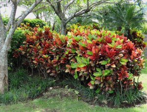 15 PETRA-HOMEOWNER HAS THIS CULTIVAR PLANTED ALL OVER THE YARD... FILTERED LIGHT ALL DAY.jpg