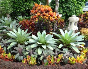17 PETRA CENTER PIECE-LA GARITA NURSERY.jpg