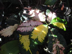 IMG_5292.JPG