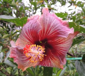 Hibiscus dark red grey Angela .jpg