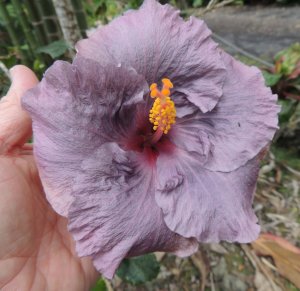 Hibiscus nice lavendar Angela.jpg