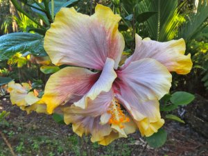Hibiscus pink and yellow Angela.jpg