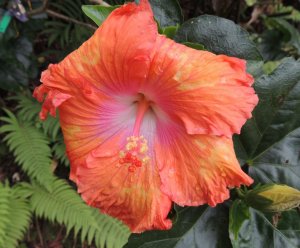 Hibiscus orange.jpg