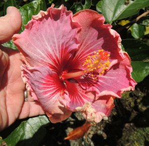 Hibiscus pink red Angela unknown.jpg