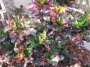 april 14 croton 002.JPG