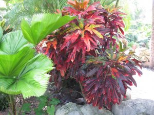 april 14 croton 003.JPG