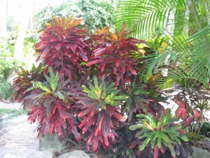 april 14 croton 004.JPG