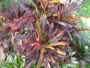 april 14 croton 005.JPG