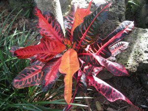 april 14 croton 007.JPG