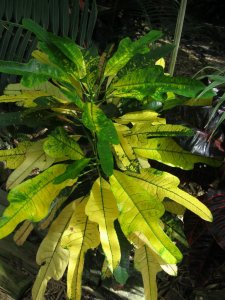 april 14 croton 009.JPG