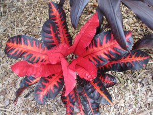 april 14 croton 010.JPG