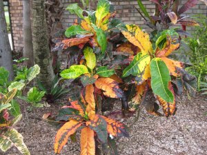 april 14 croton 011.JPG