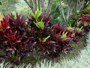 09 MR. BURGUNDY-NO IDEA DSC02967.JPG