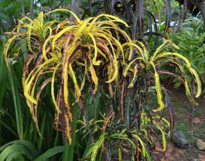 06 NO IDEA DSC05177.JPG