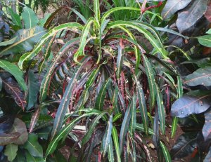 07 NO IDEA DSC04113.jpg