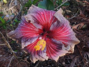 Hibiscus dark red grey flowr again angela.jpg