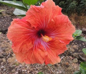 Hibiscus orange Angela shot 4.jpg