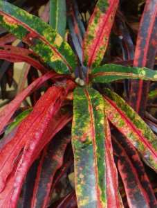 01 CLOSEUP DSC08747.JPG