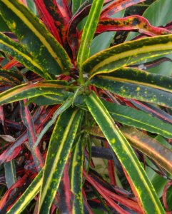 02 CLOSEUP DSC09653.JPG