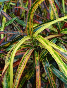 03 CLOSEUP DSC04070.JPG