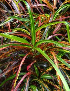 04 CLOSEUP DSC07959.JPG