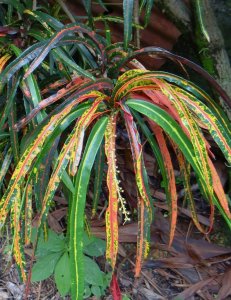 05 CLOSEUP DSC08964.JPG