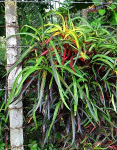 06  COUNTRY DSC00751.JPG