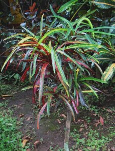 07 COUNTRY DSC01962.JPG