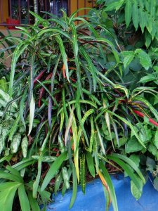 08 PLANTER DSC01110.JPG