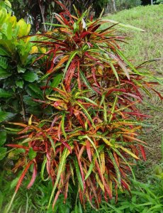 09 CLUSTER DSC07905.JPG