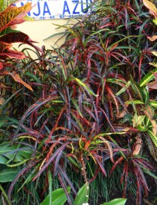 10 CLUSTER DSC09647.JPG