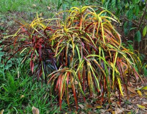 11 COUNTRY DSC04069.JPG