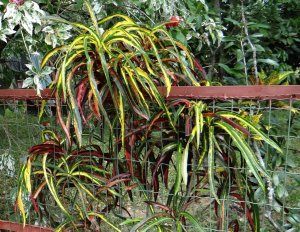 12 COUNTRY DSC04073.JPG