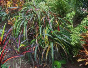 14 ROBERTICOS GARDEN.jpg