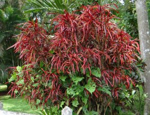 15 MORPHED RED DSC01785.JPG