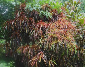 17  COUNTRY CLUSTER DSC07948.JPG