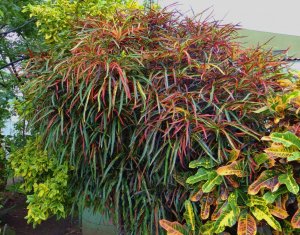 18 BEAUTIFUL SPECIMEN DSC08167.JPG