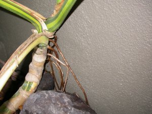 Roots 002.JPG
