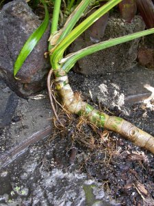 Roots 004.JPG