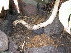 Monstrea replanting 006.JPG