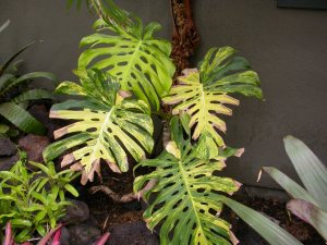 Monstrea replanting 014.JPG