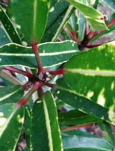 01 EDWIN T. MEREDITH-CLOSEUP DSC07603.JPG