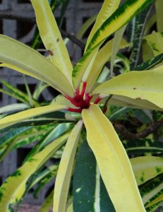 03 EDWIN T. MEREIDITH-CLOSEUP DSC05459.JPG